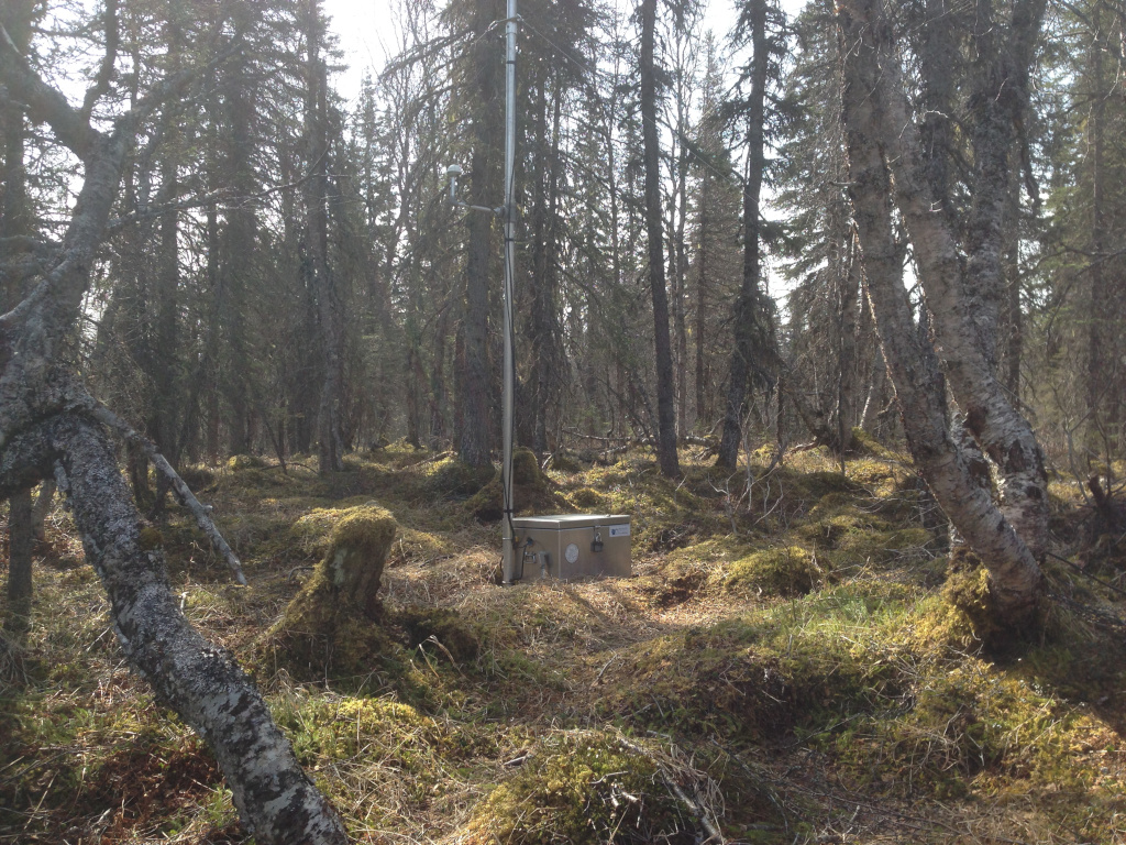 A locked metal chest and pole in the Alaska mossy forest. 