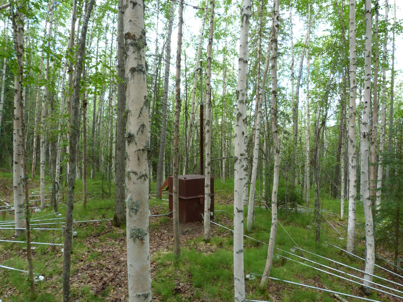 A brown box and array system surrounded by birch trees. 