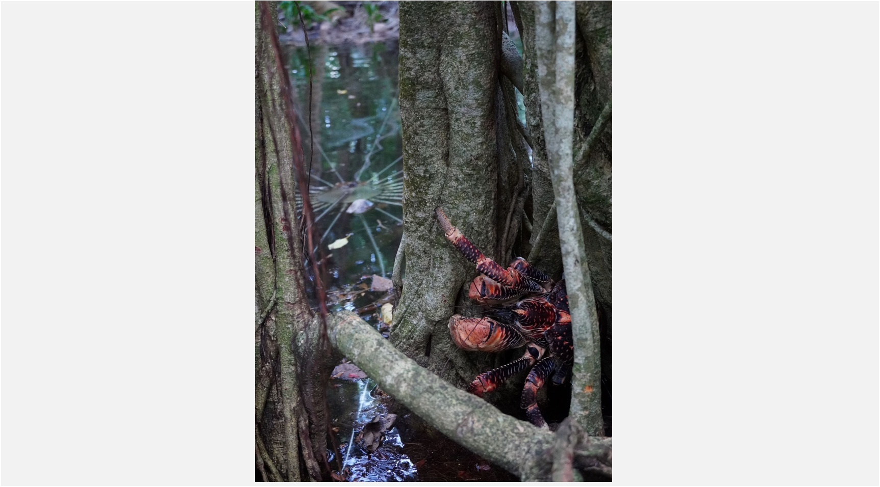 A local resident at H6 (the mighty coconut crab - Birgus latro) retreats from the water. 